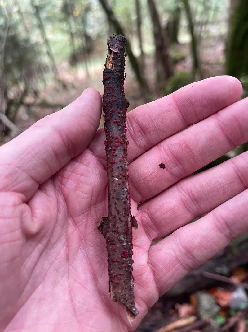 item 511 — 1
