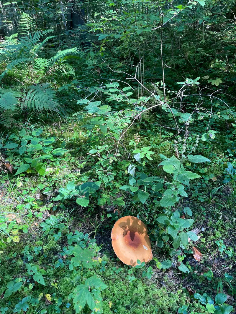 item 428 — 1