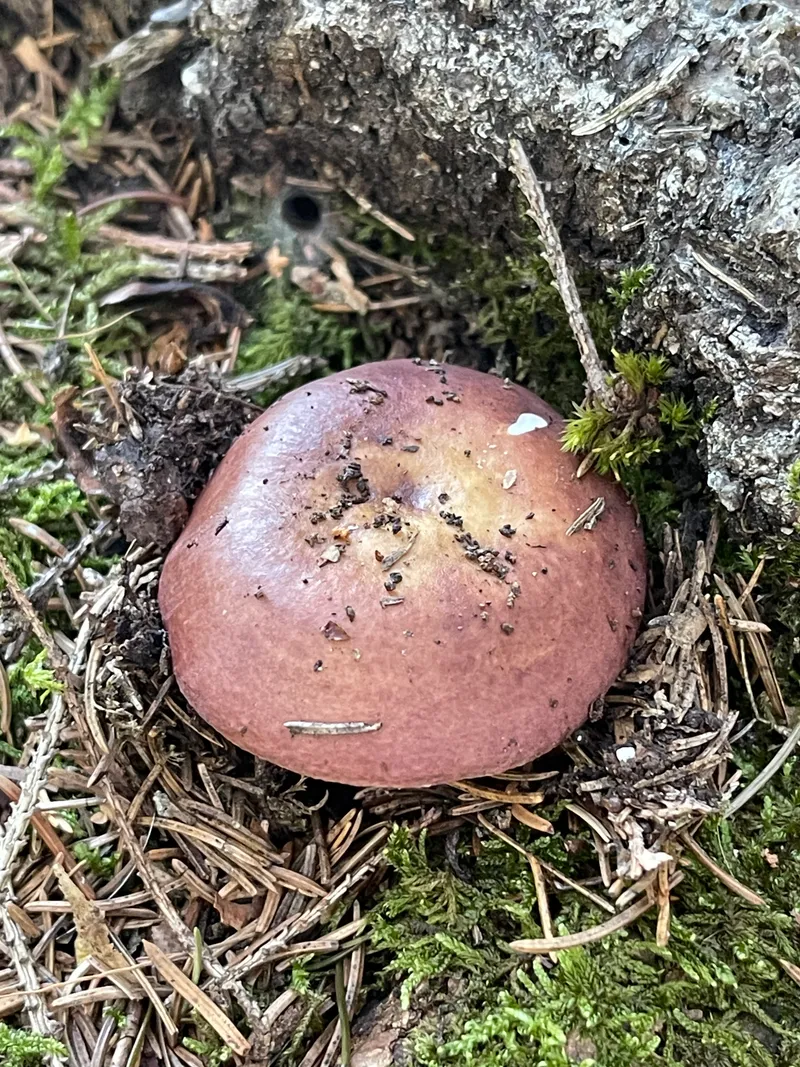 item 63 — 2