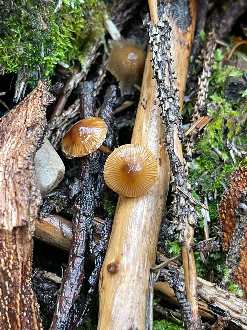 item 492 — 2