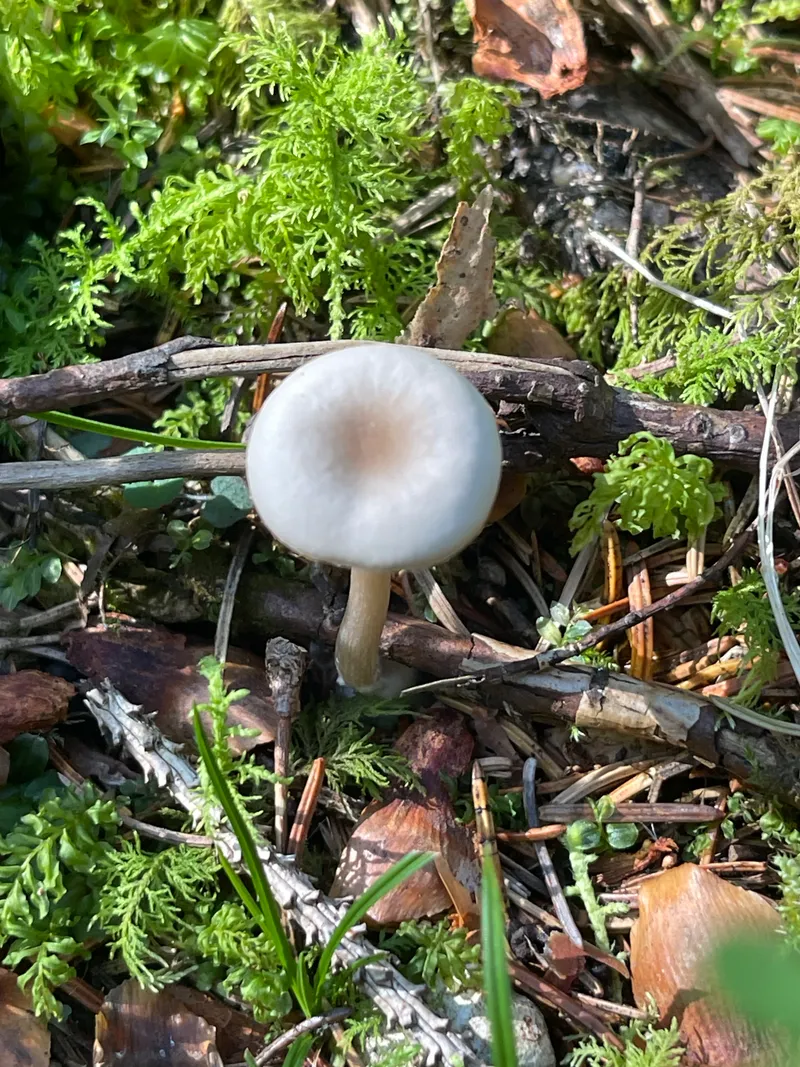 item 424 — 2