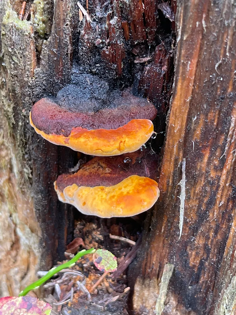item 142 — 2