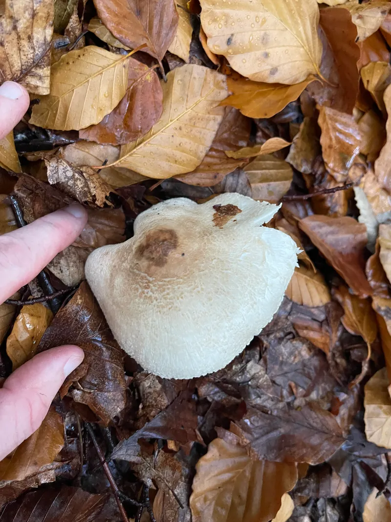 item 495 — 2