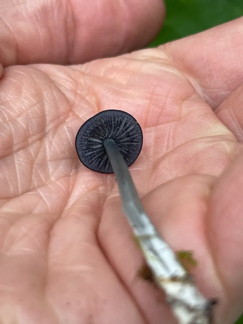item 355 — 2