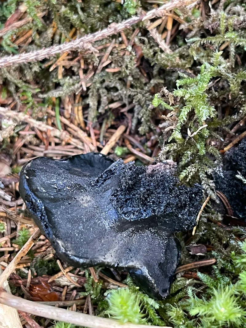 item 95 — 3