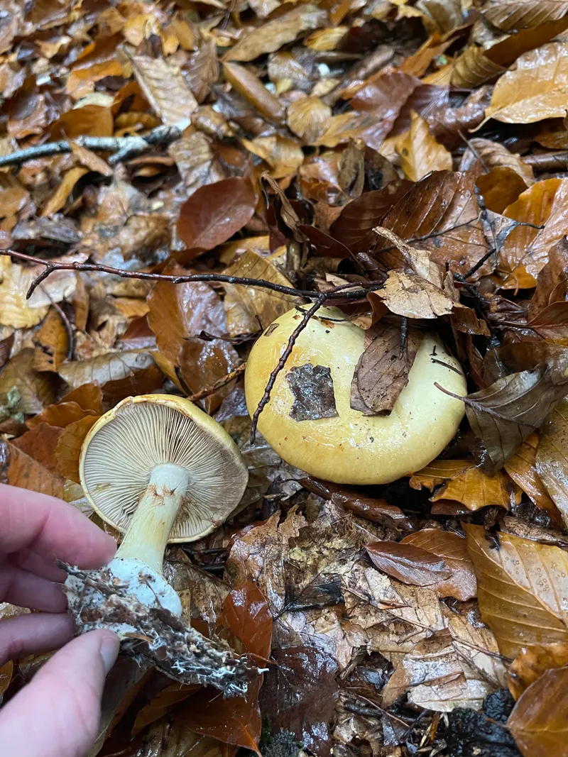 item 499 — 3