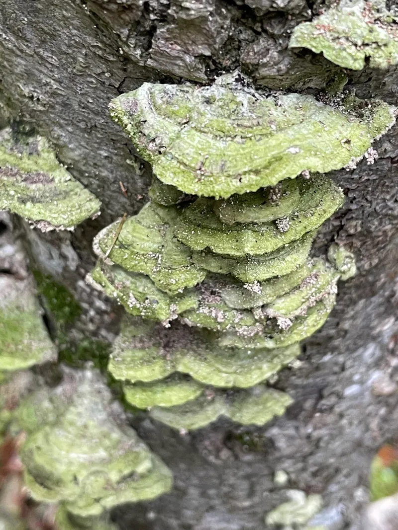 item 481 — 3