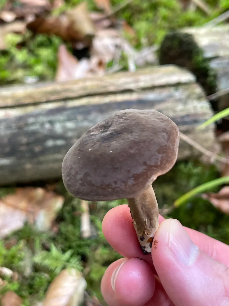item 79 — 4