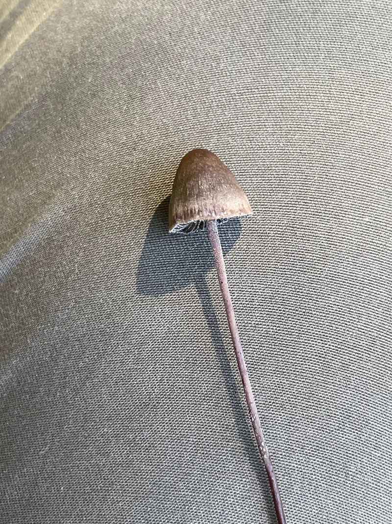item 388 — 4