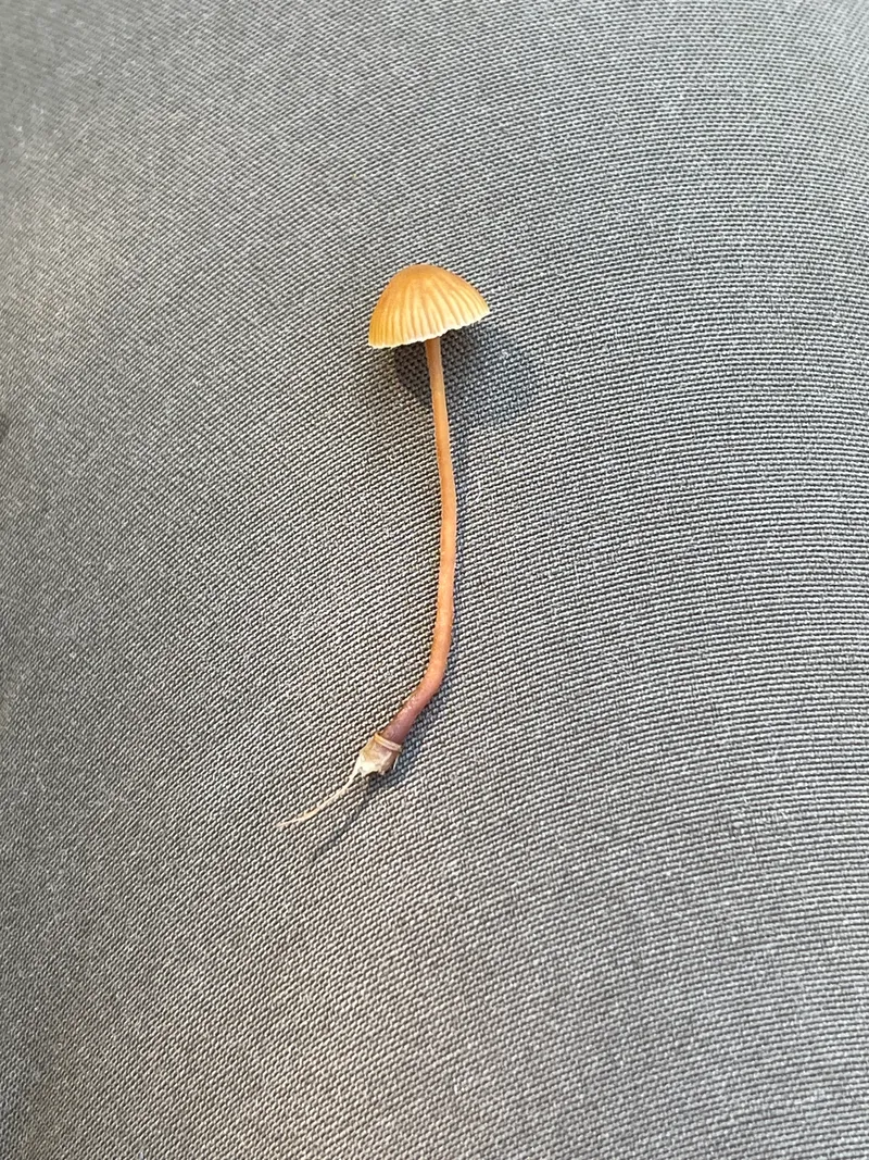 item 385 — 5