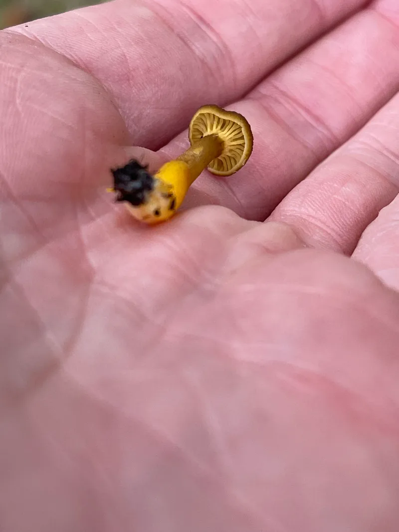 item 352 — 6