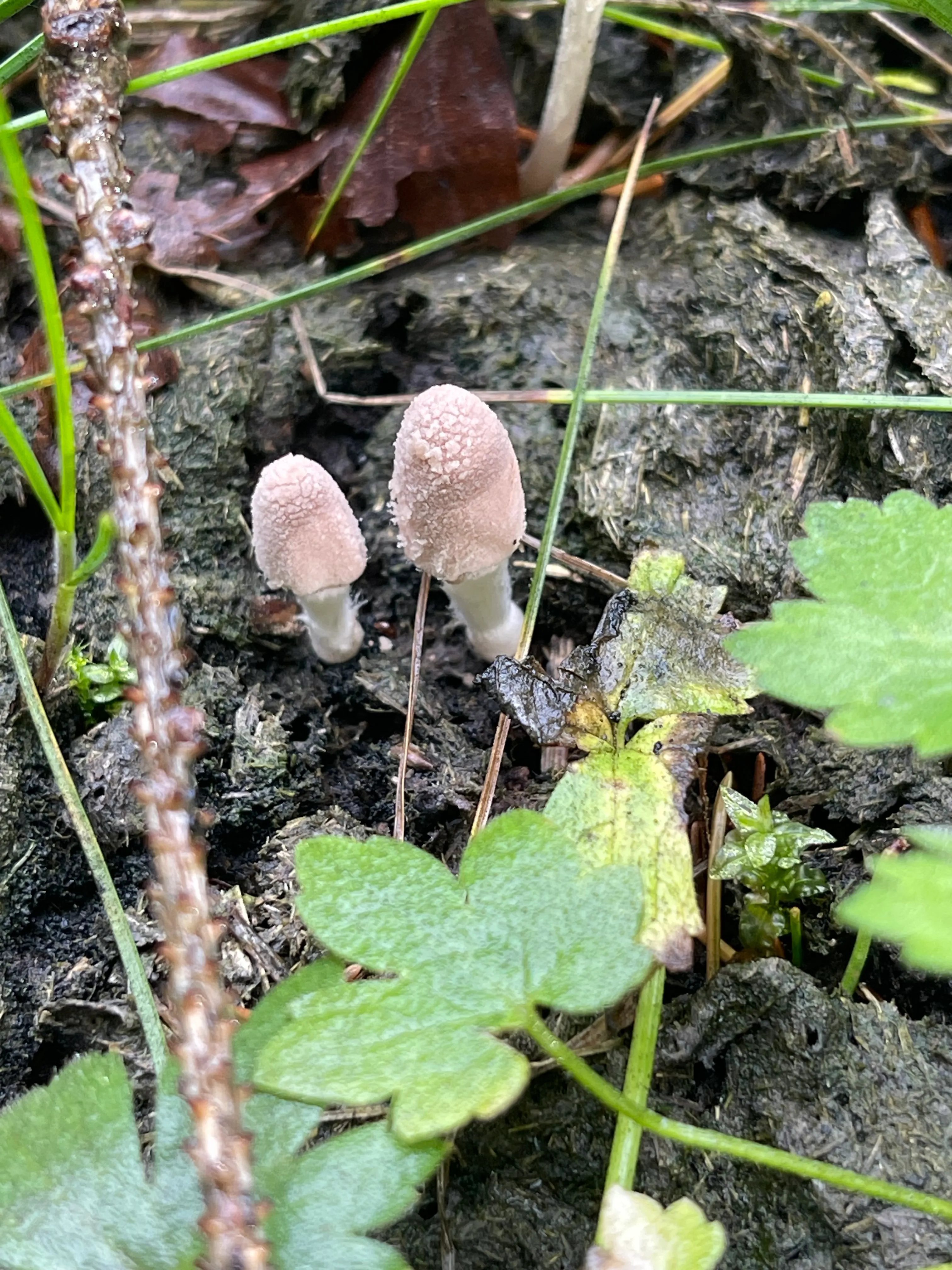 Dung-loving inkcap