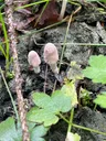 Dung-loving inkcap