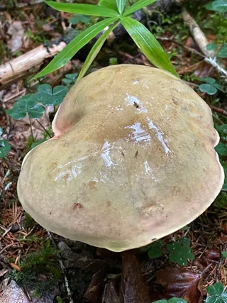 Bitter bolete