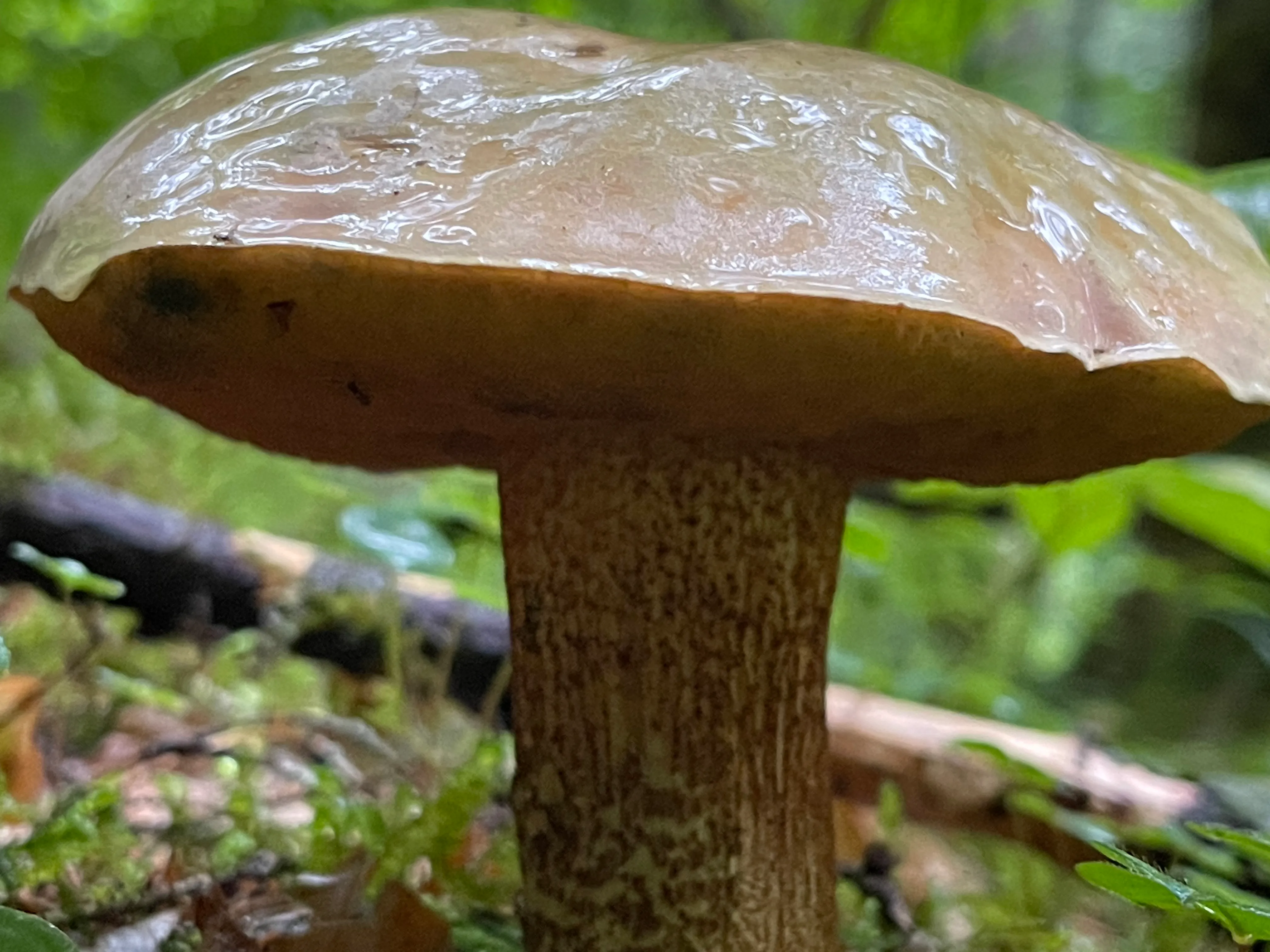 Bitter bolete — 2