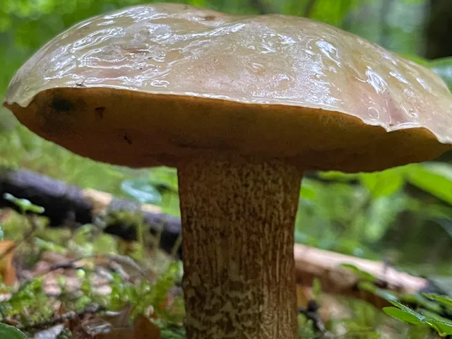 Bitter bolete