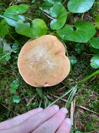 Lurid bolete