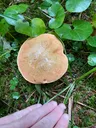 Lurid bolete