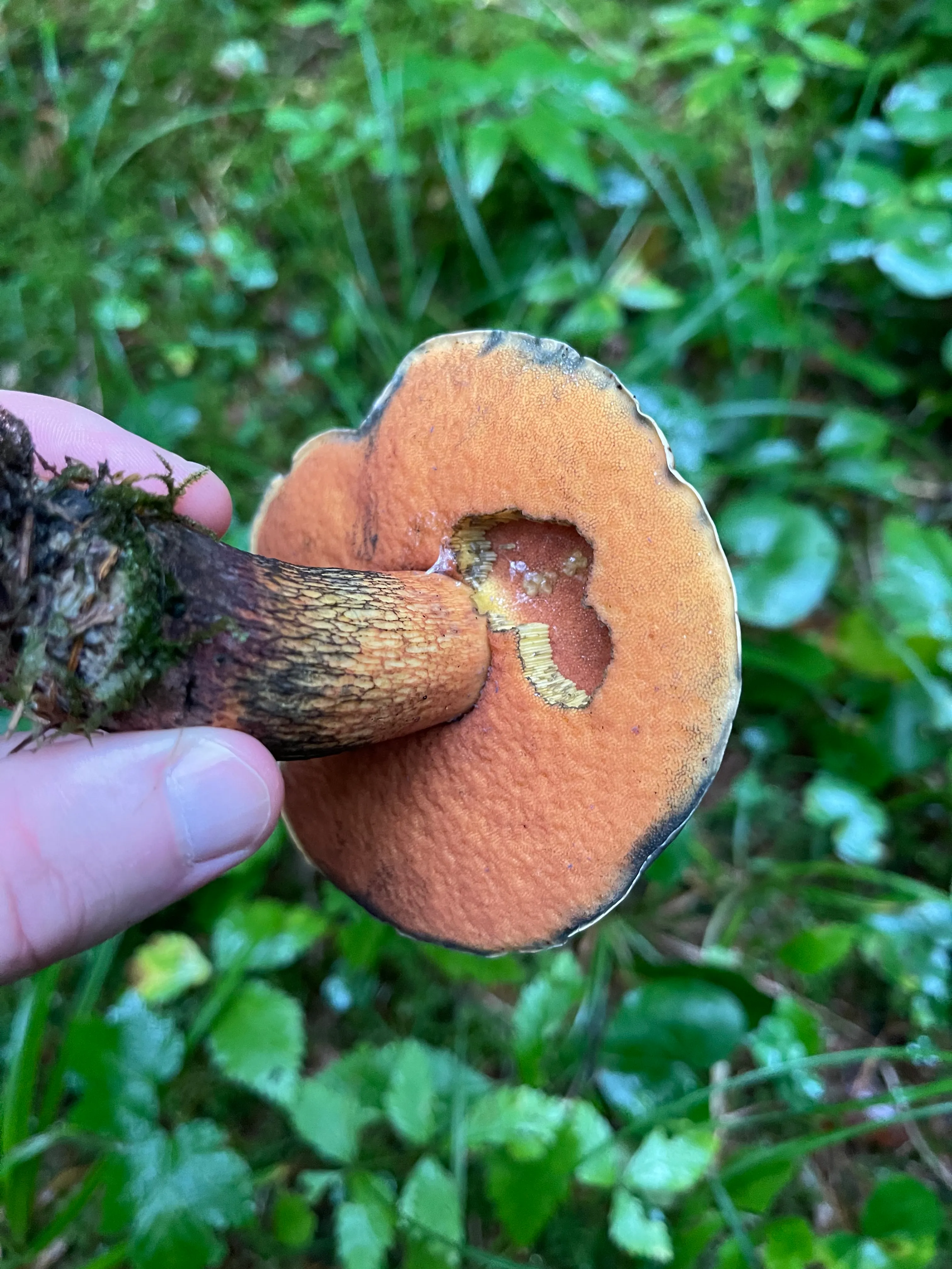 Lurid bolete — 2