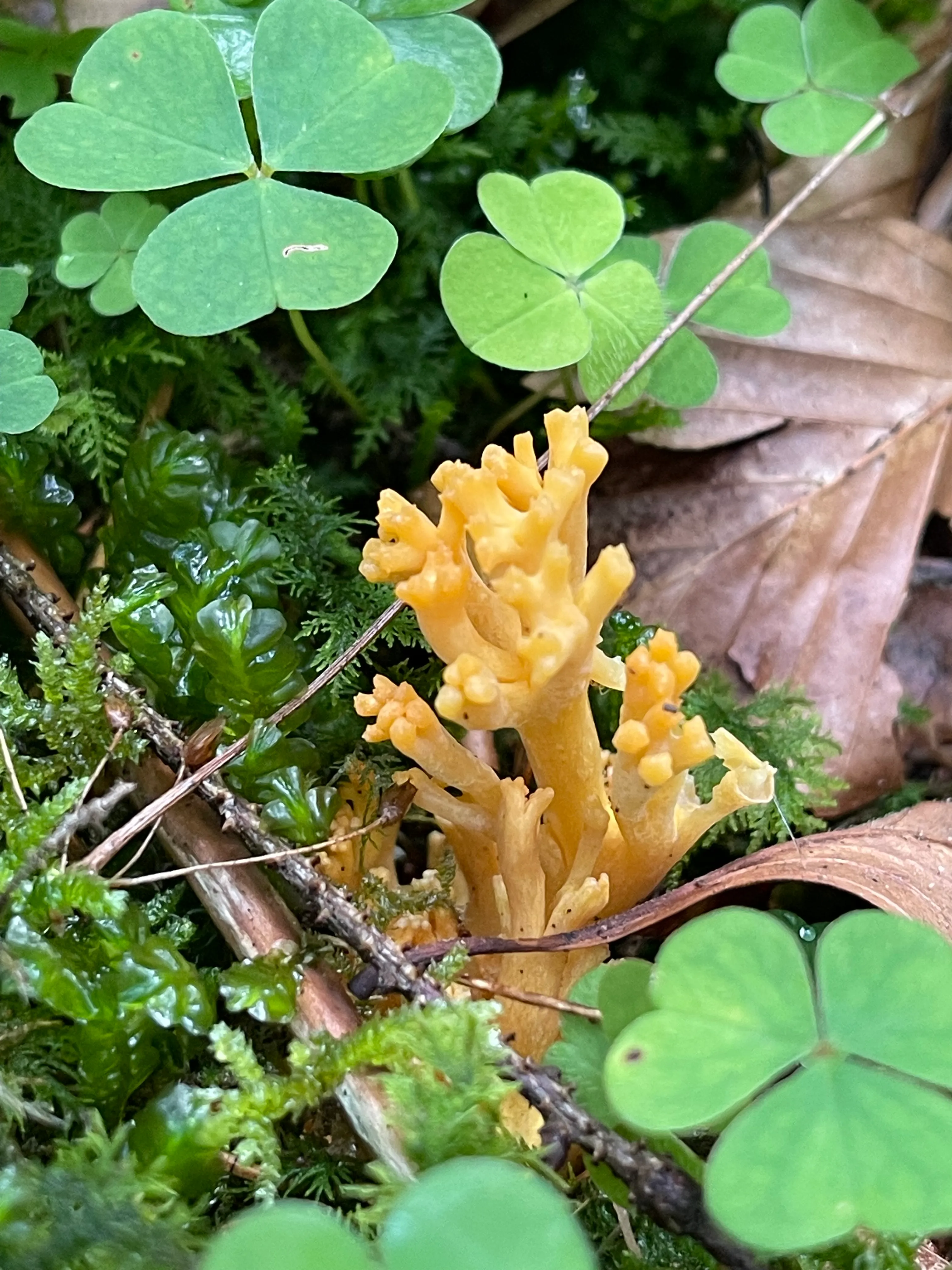 Golden Coral