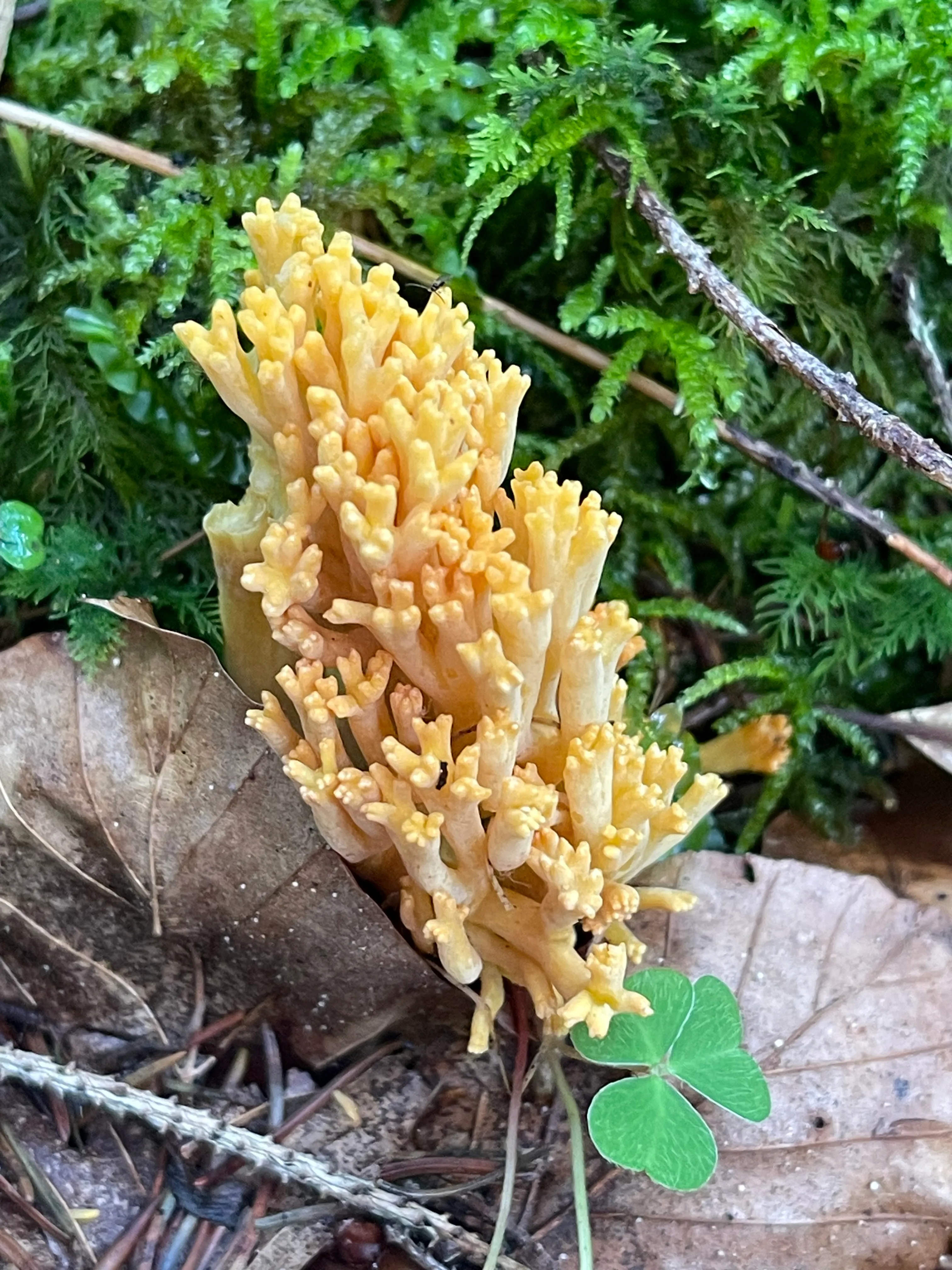 Golden Coral