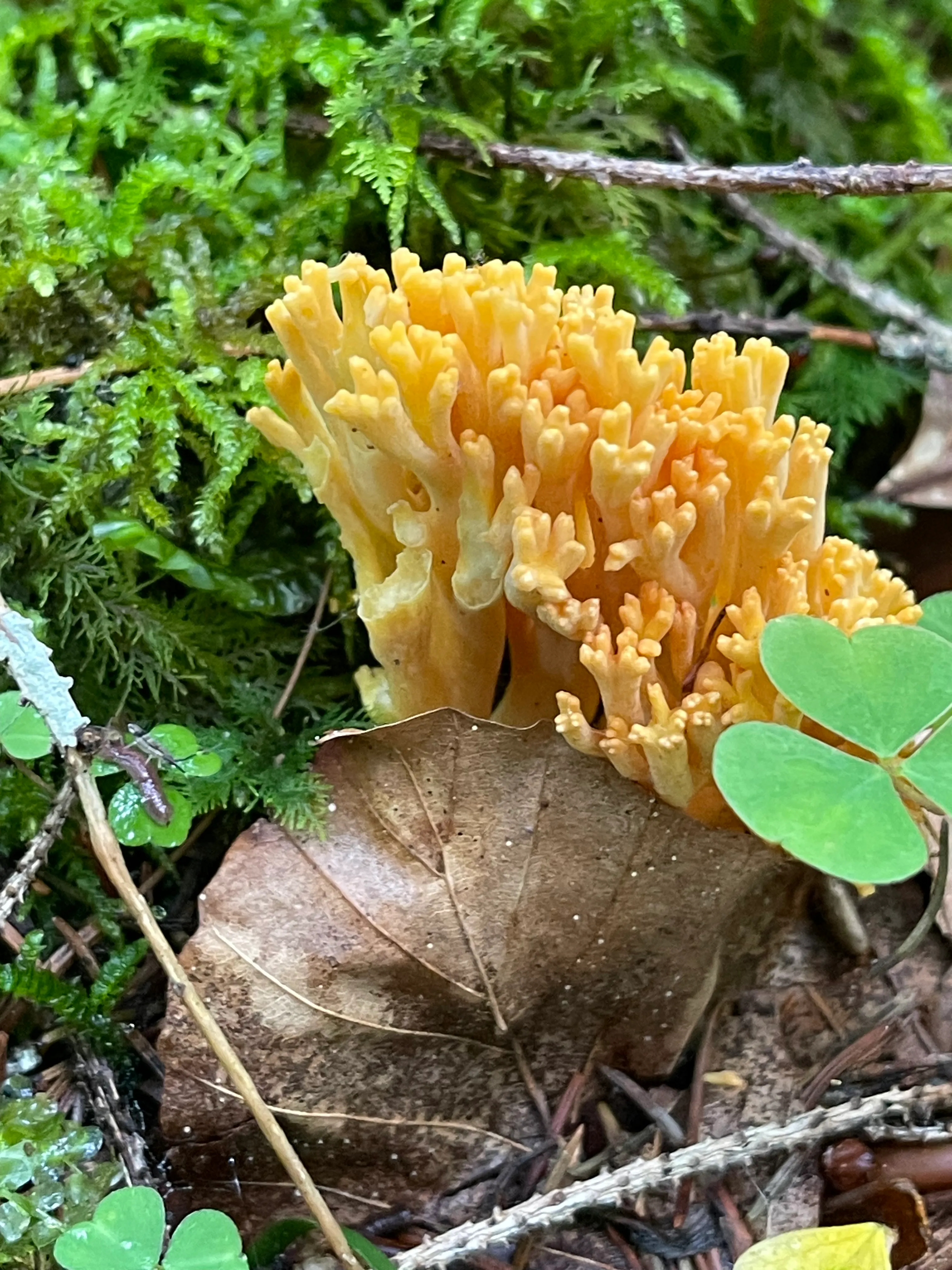 Golden Coral