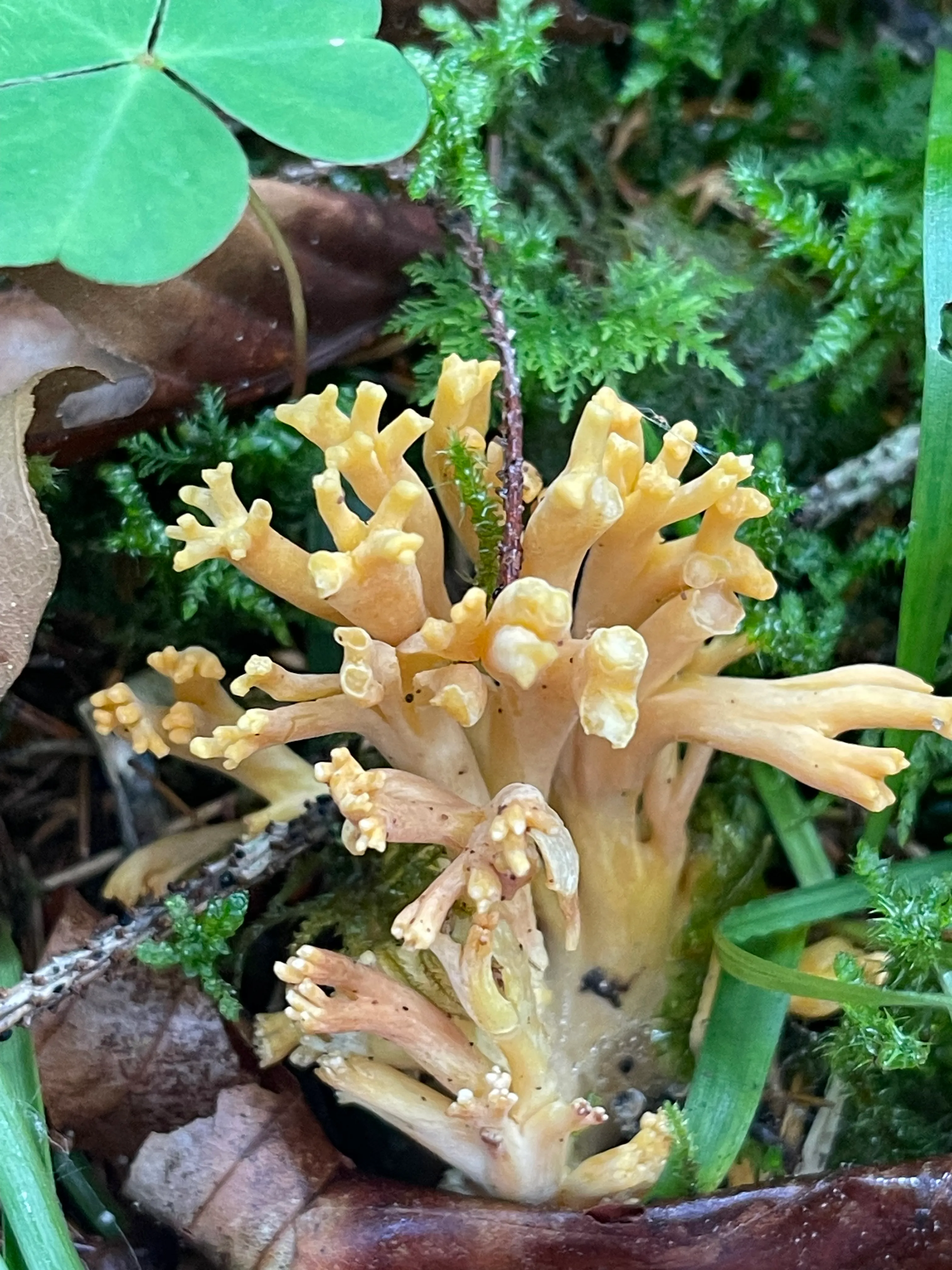 Golden Coral