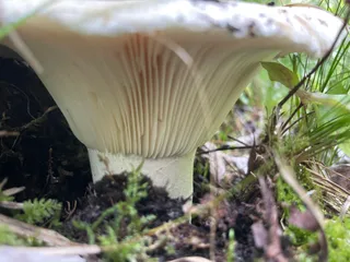 Milk-white brittlegill