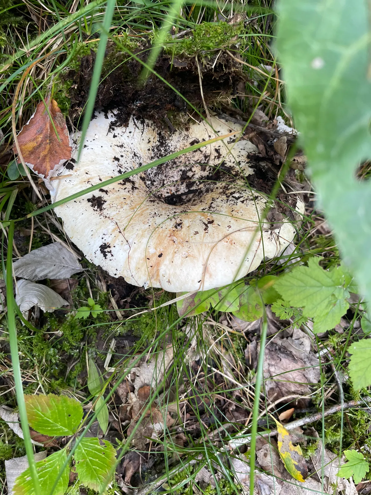 Milk-white brittlegill — 1