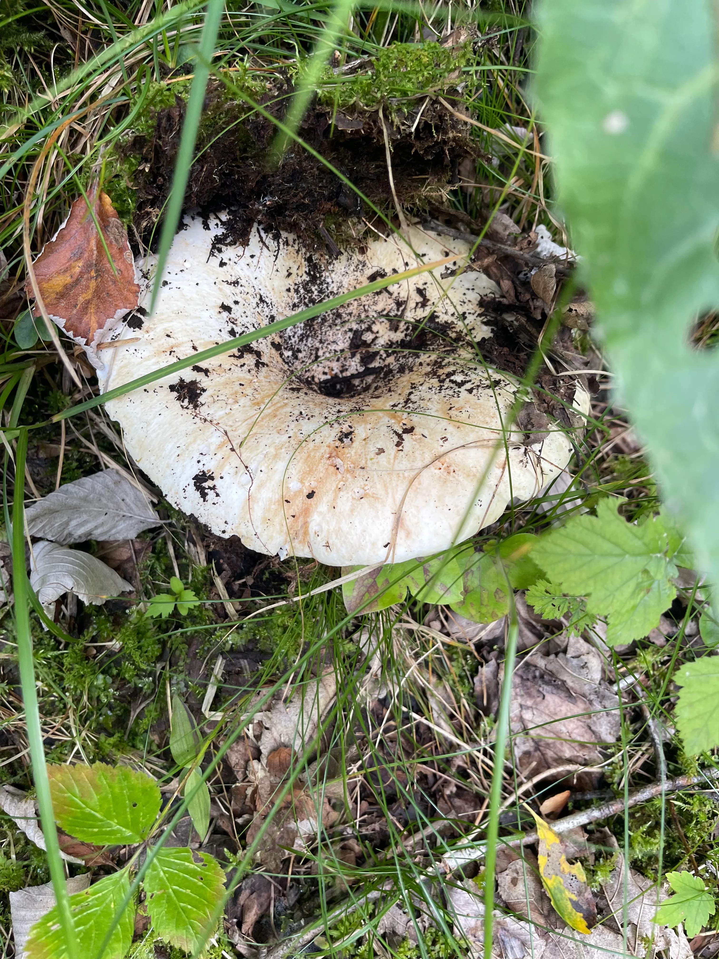Milk-white brittlegill