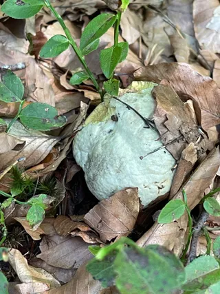 Satan's Bolete
