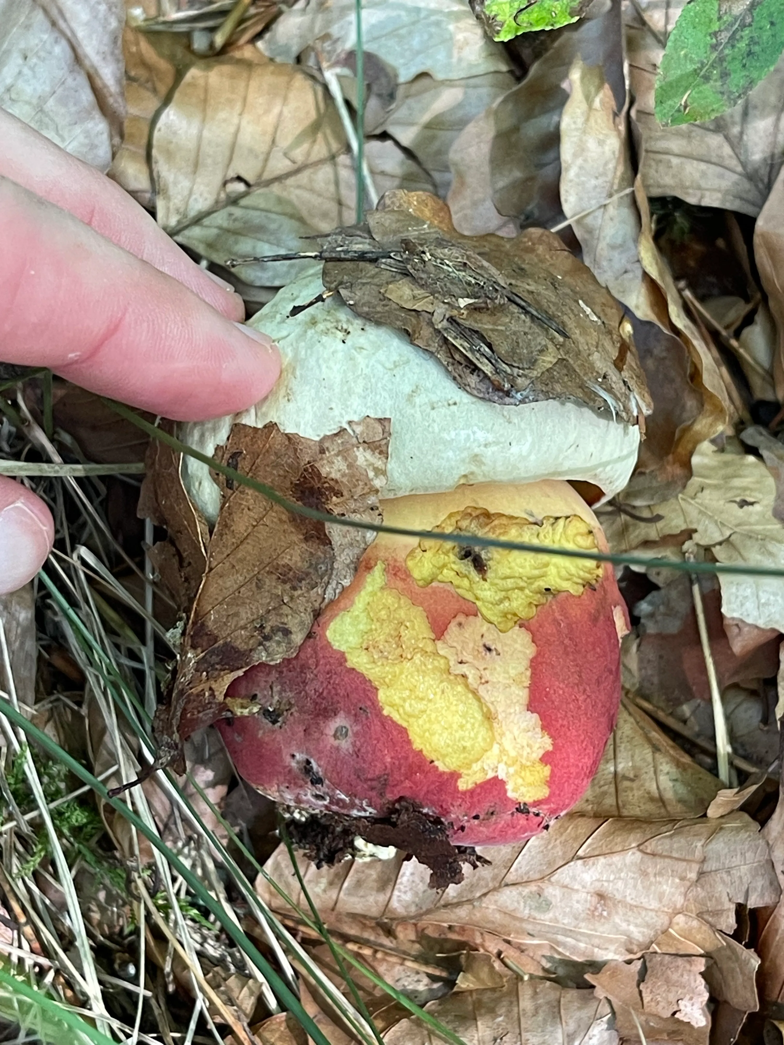 Satan's Bolete