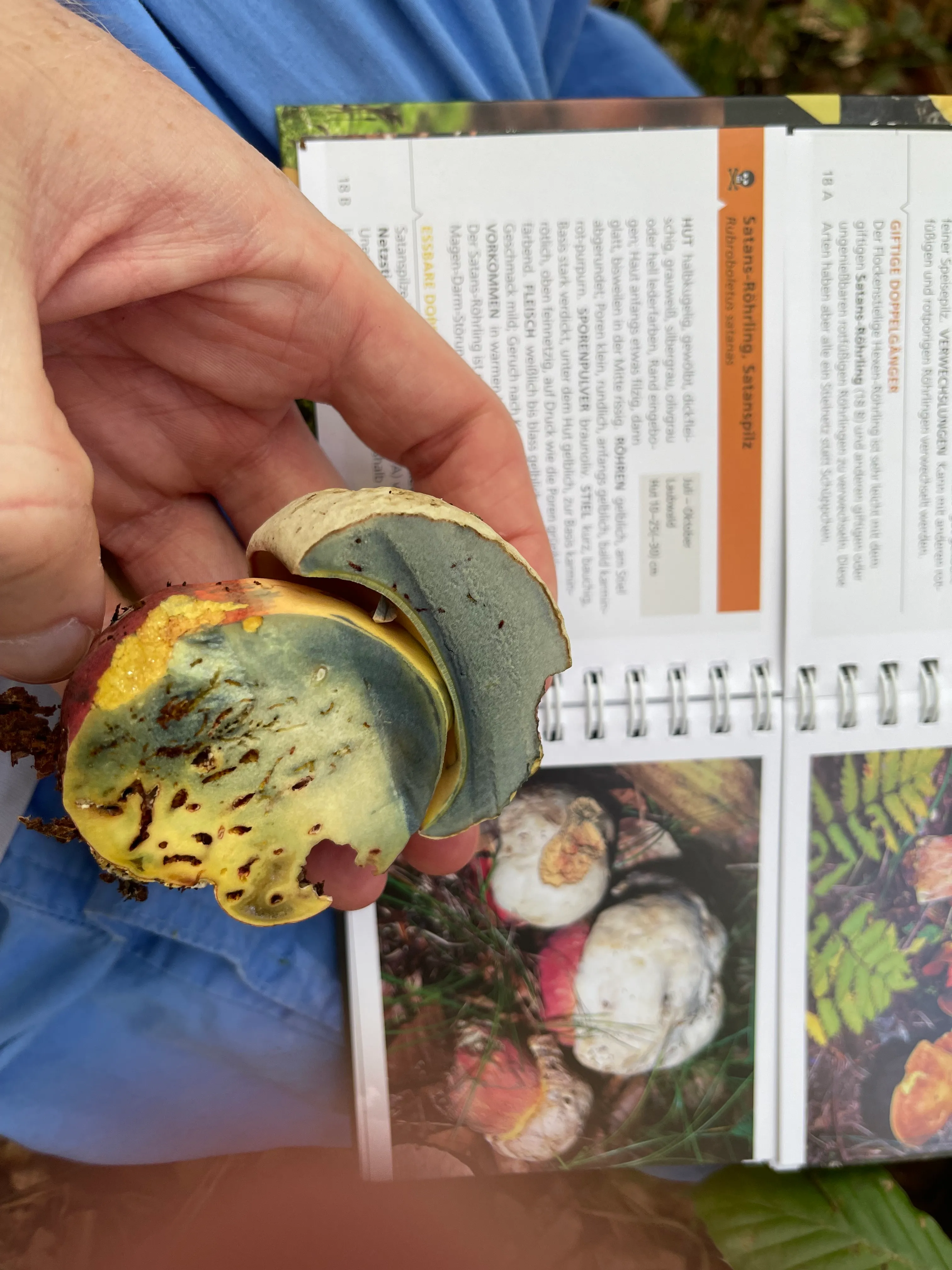 Satan's Bolete
