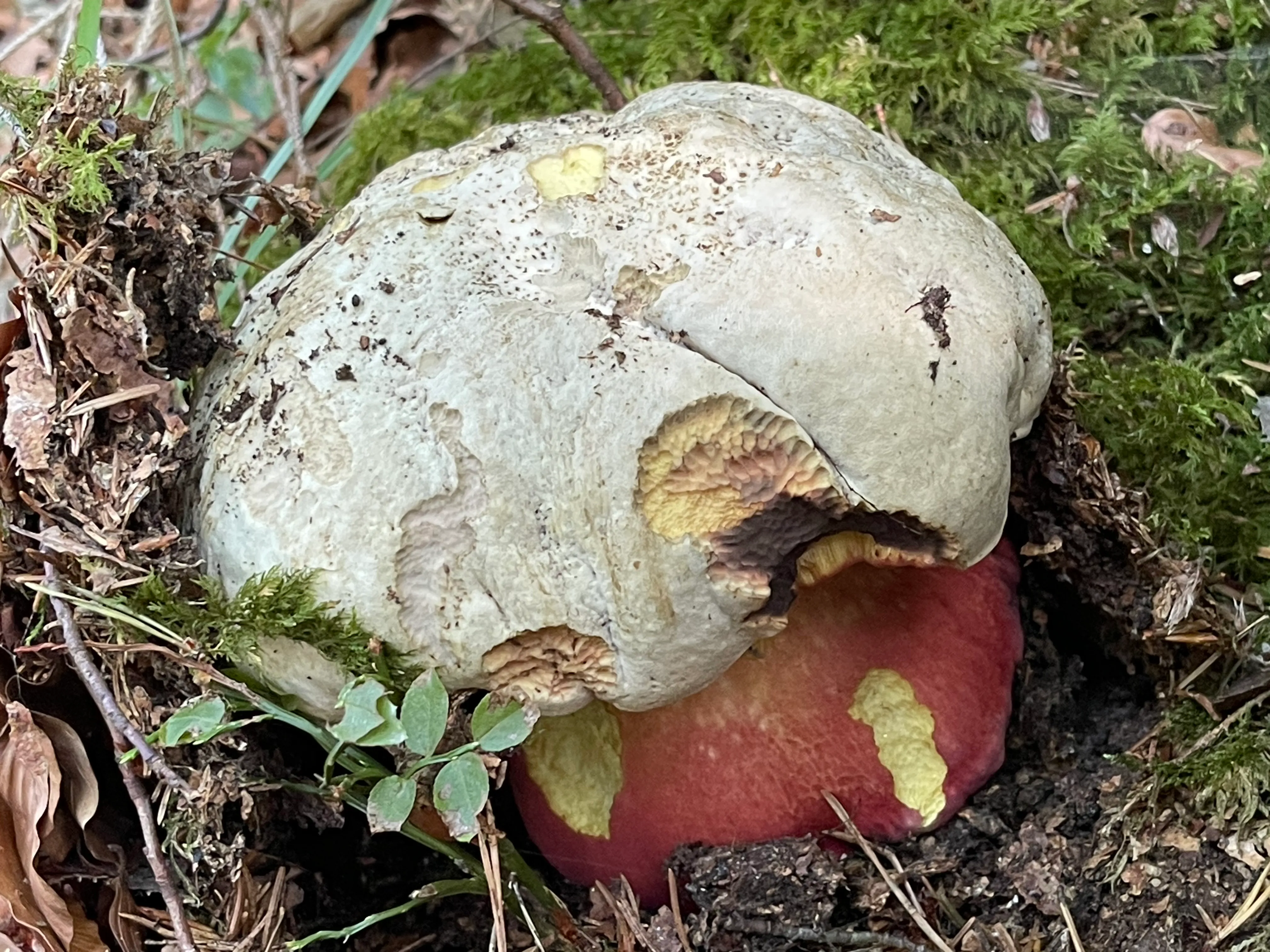 Satan's Bolete