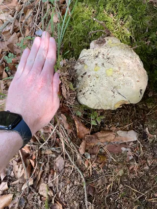 Satan's Bolete — 5