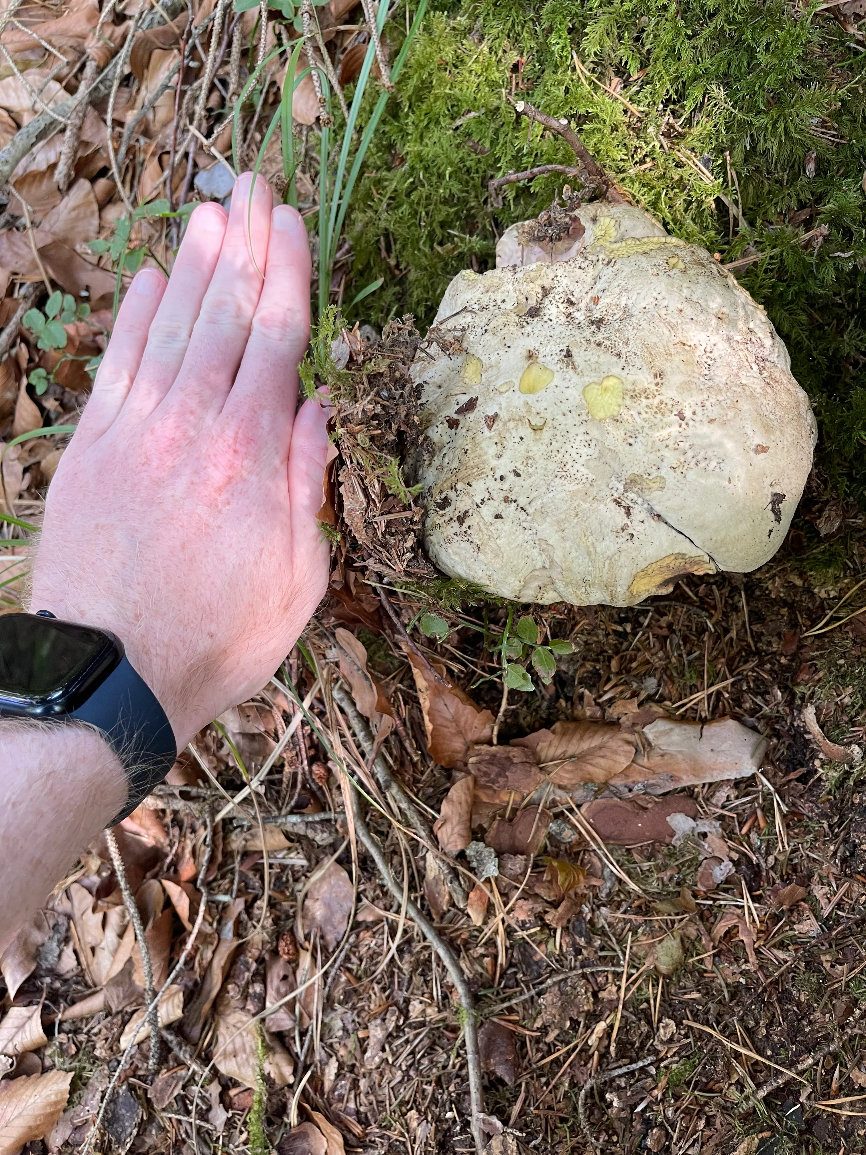 Satan's Bolete