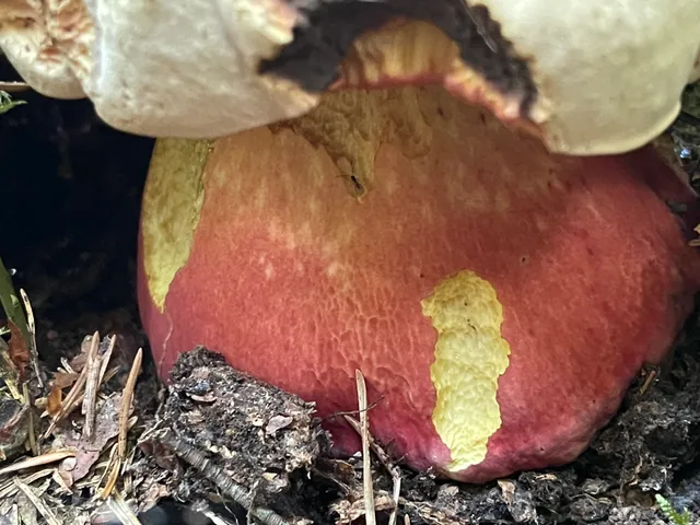 Satan's Bolete