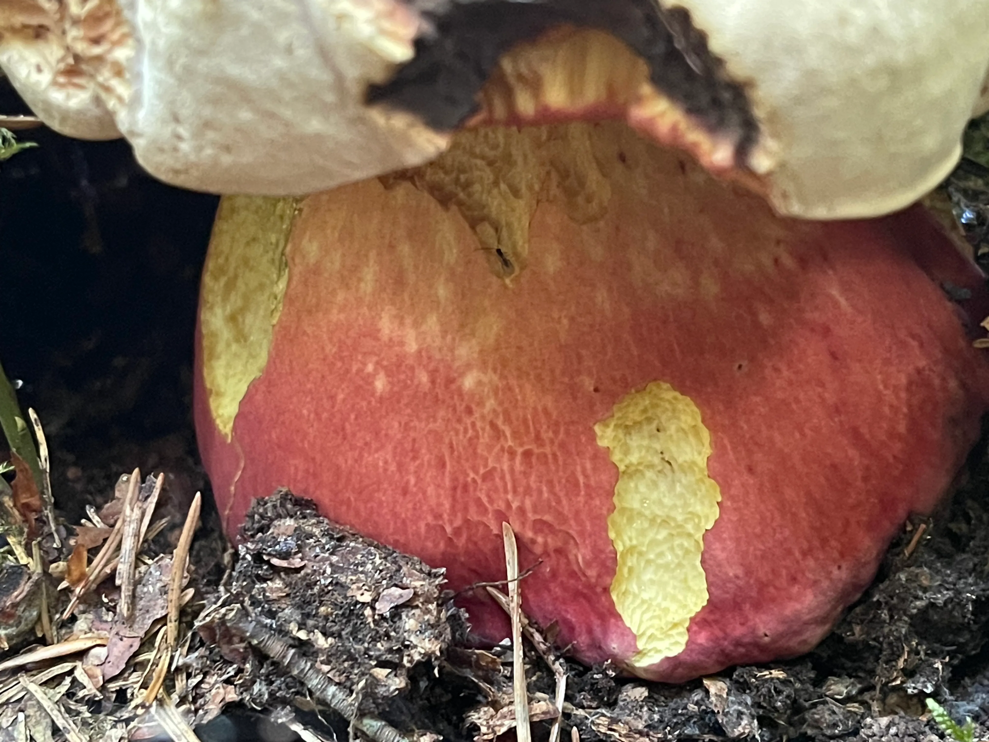 Satan's Bolete