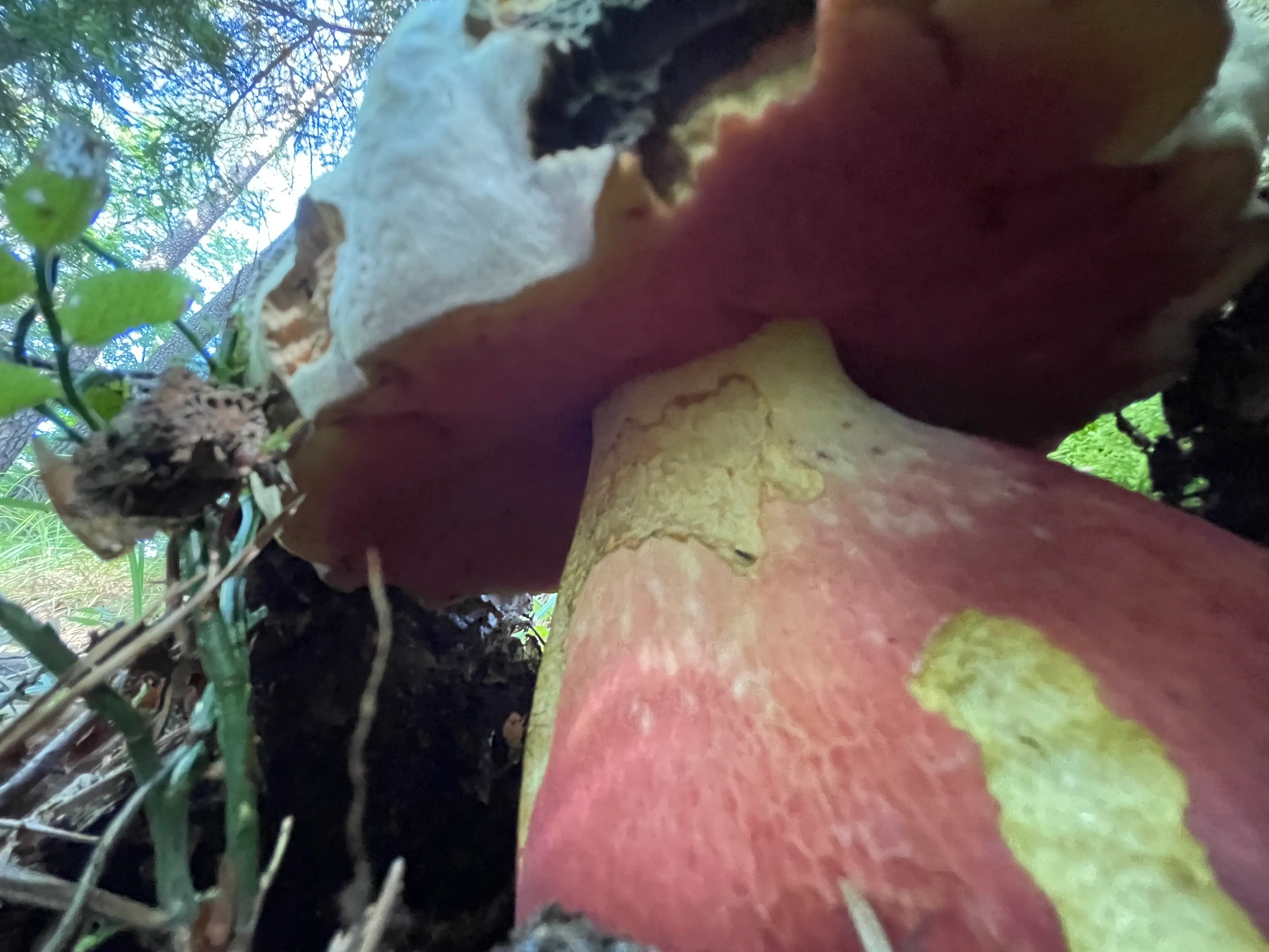 Satan's Bolete