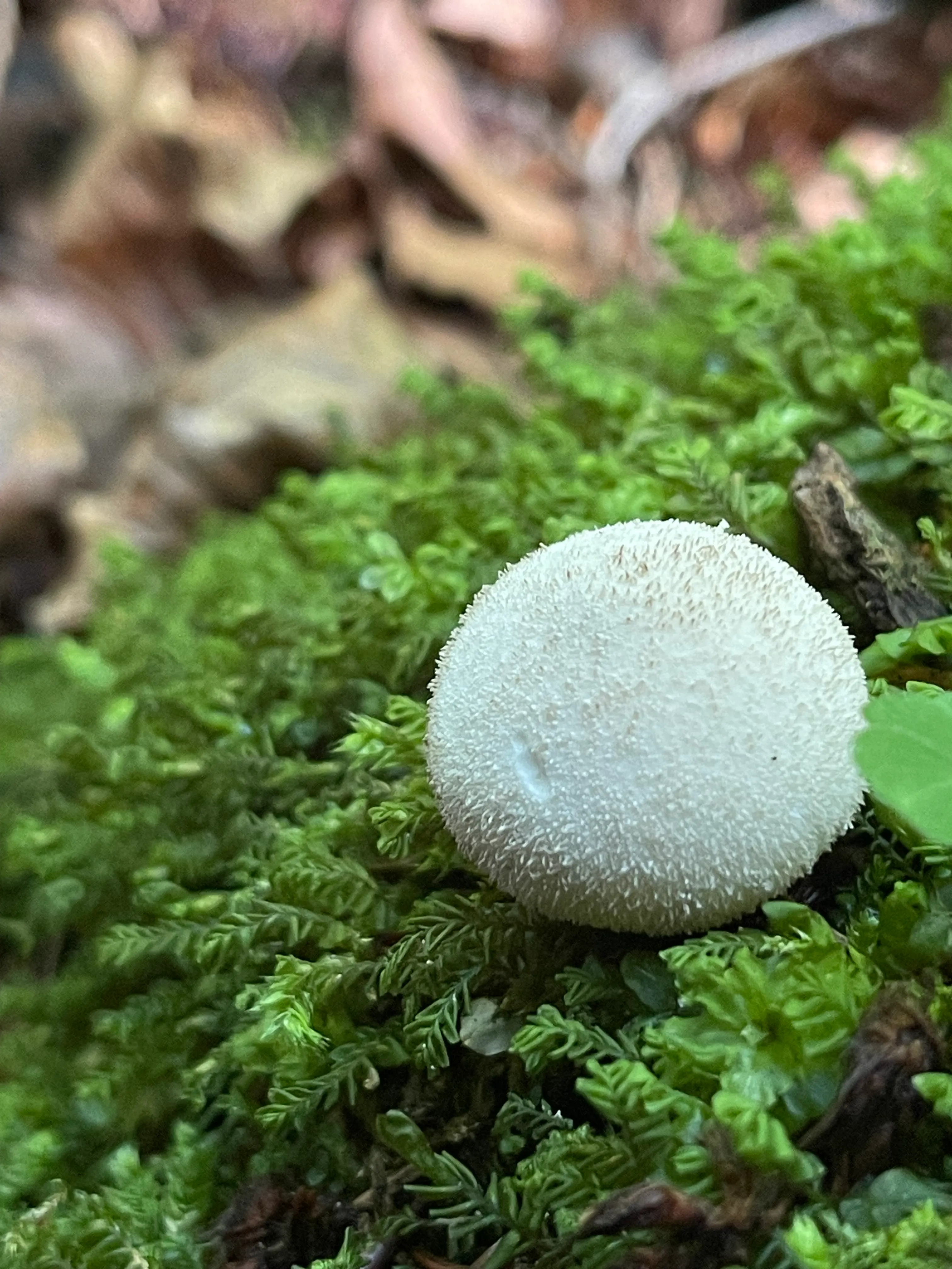 Common Puffball
