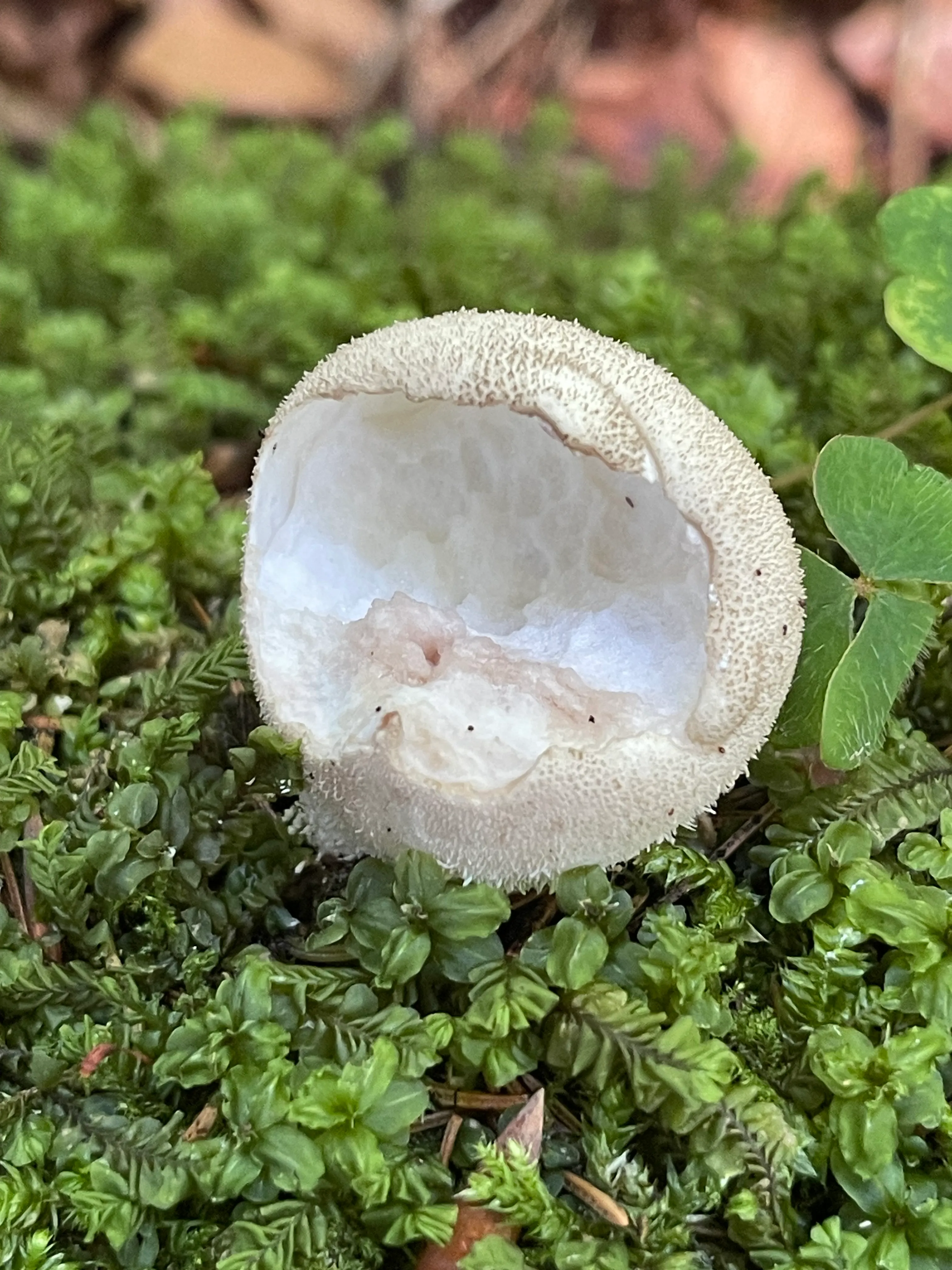 Common Puffball