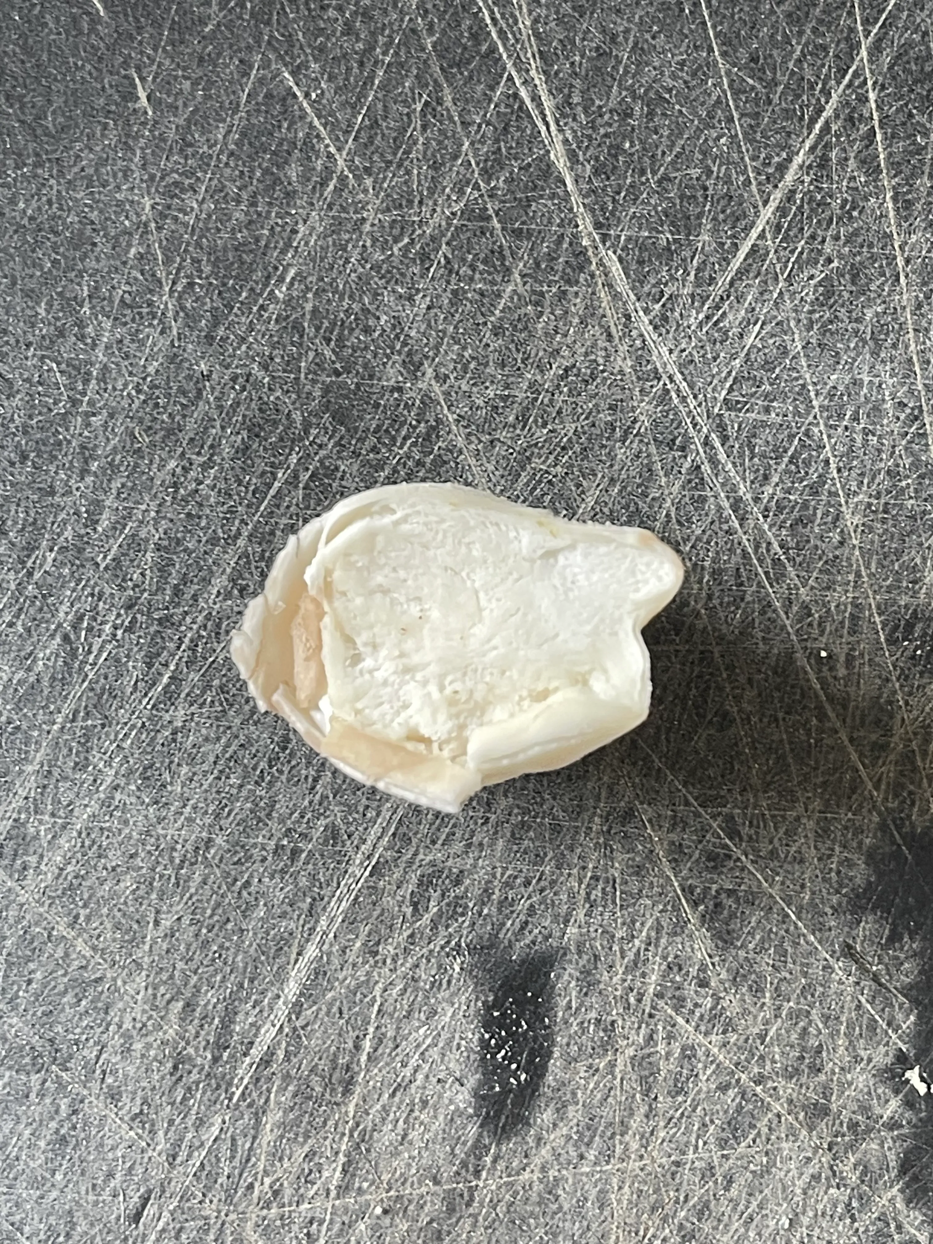 Common Puffball