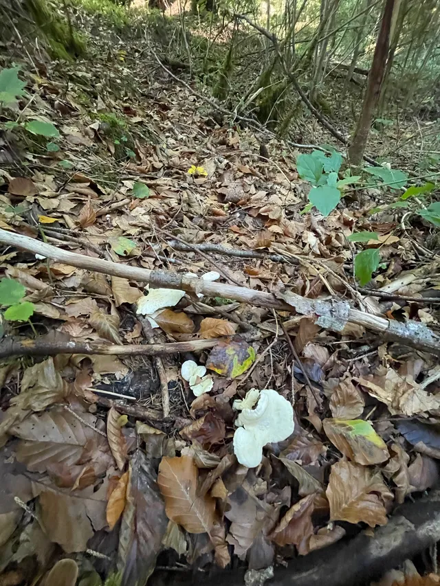 Sheep polypore