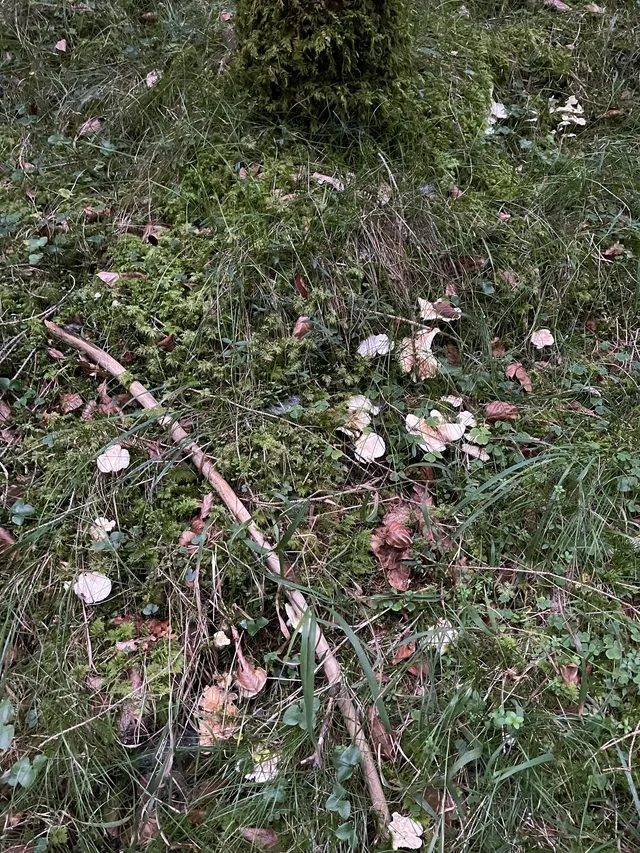 Sheep polypore