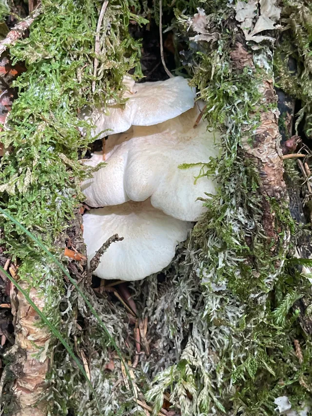 Sheep polypore