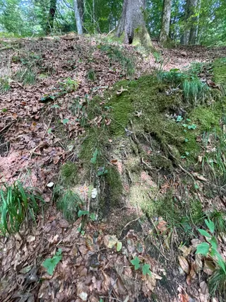 Sheep polypore — 2