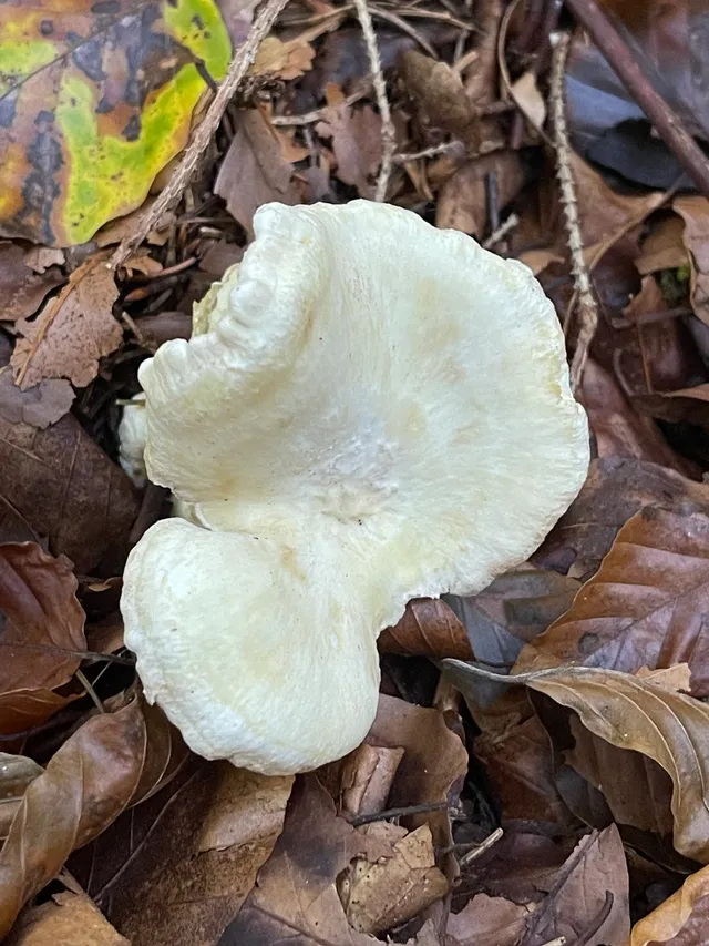 Sheep polypore