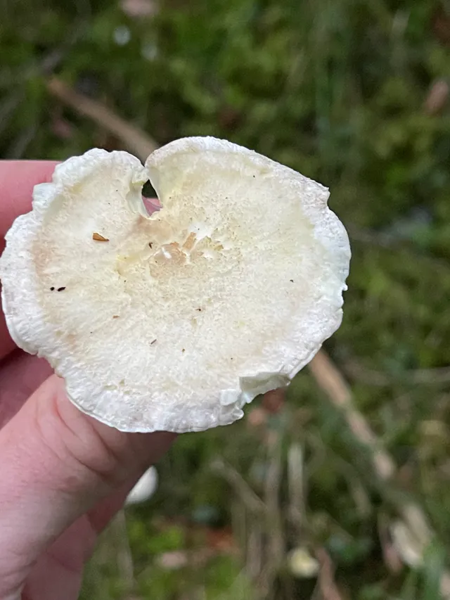 Sheep polypore