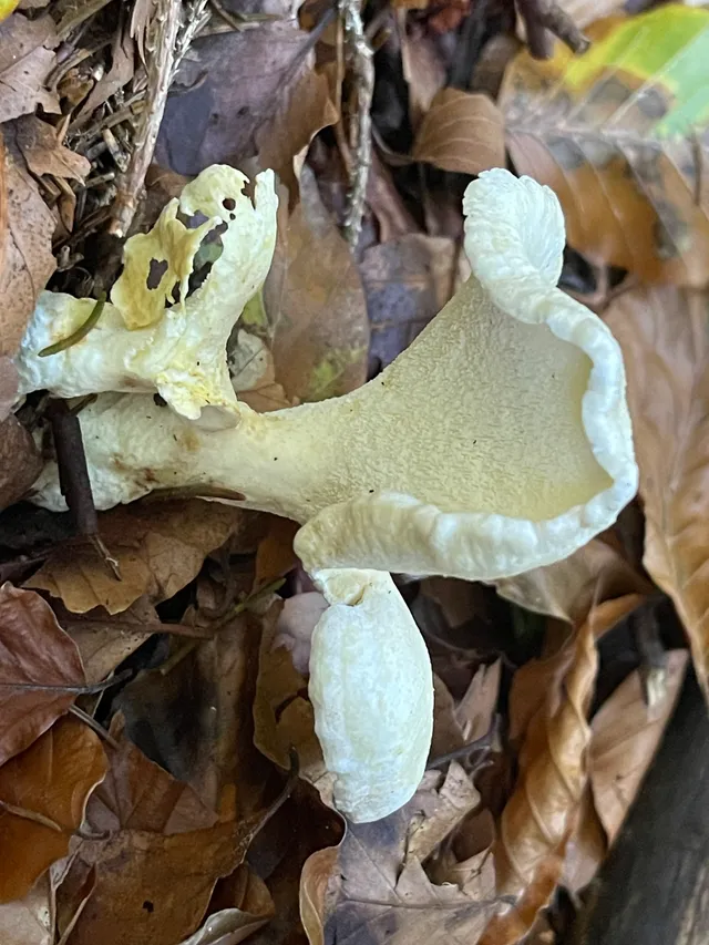 Sheep polypore