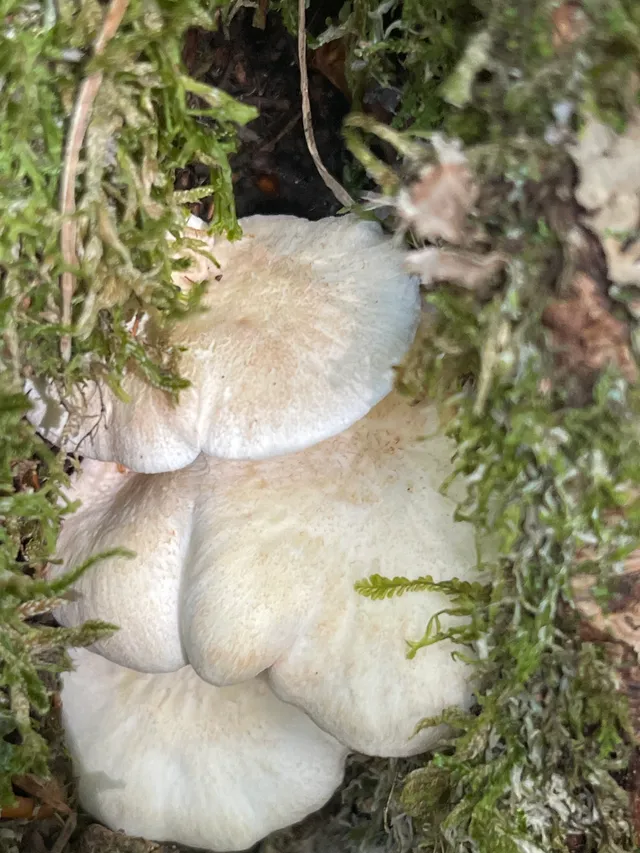 Sheep polypore